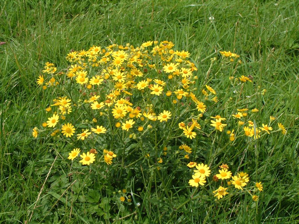 Jacobaea aquatica (door Adrie van Heerden)