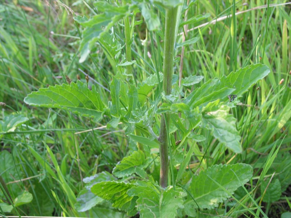 Jacobaea aquatica (door Gertjan van Mill)