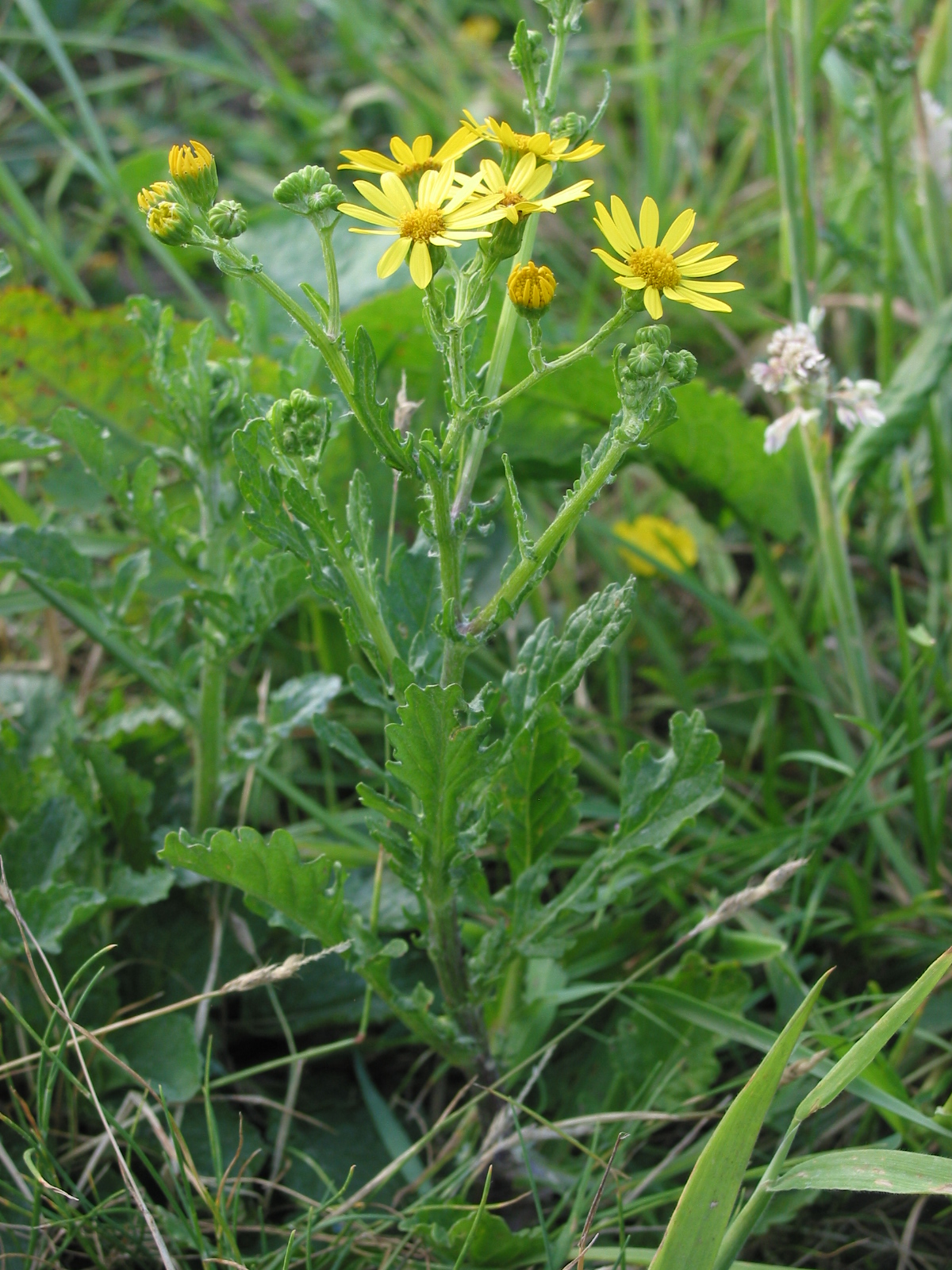 Jacobaea aquatica (door Gertjan van Mill)