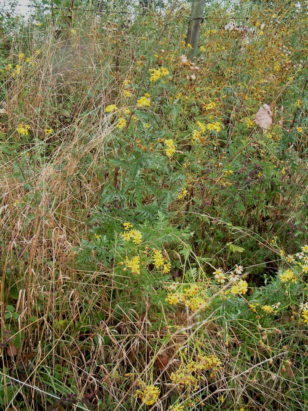 Jacobaea erucifolia (door Adrie van Heerden)