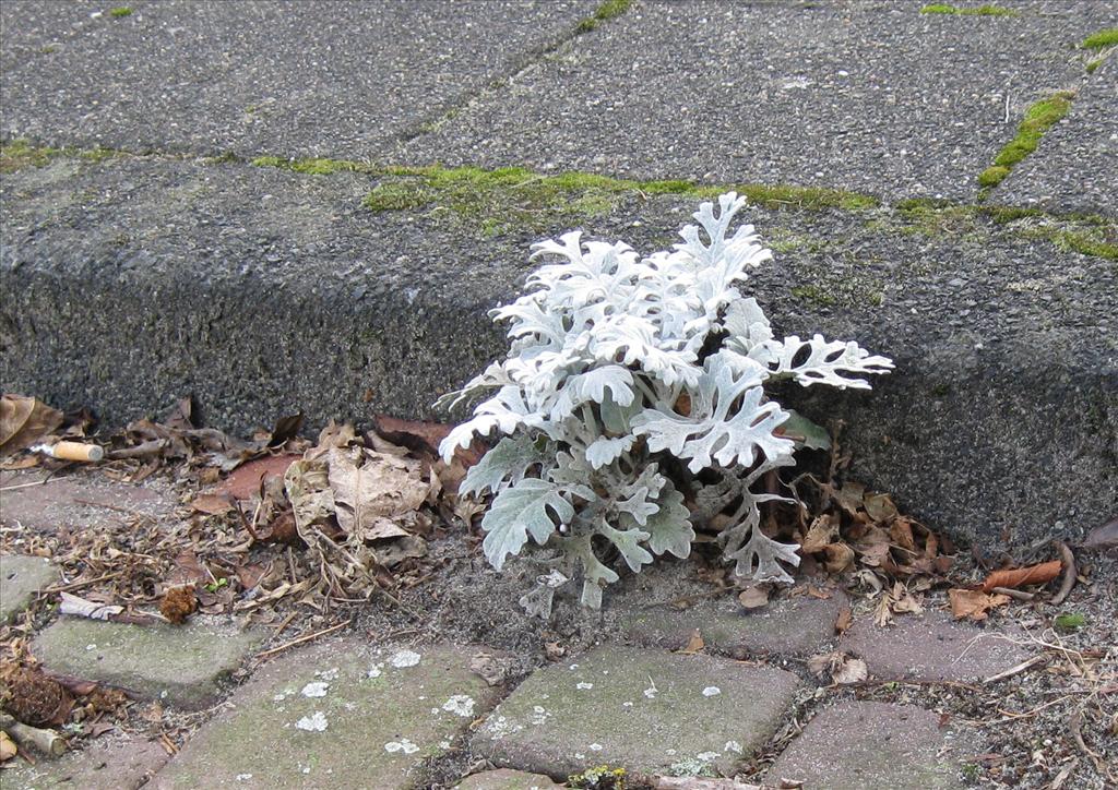 Jacobaea maritima (door Karel Brussee)