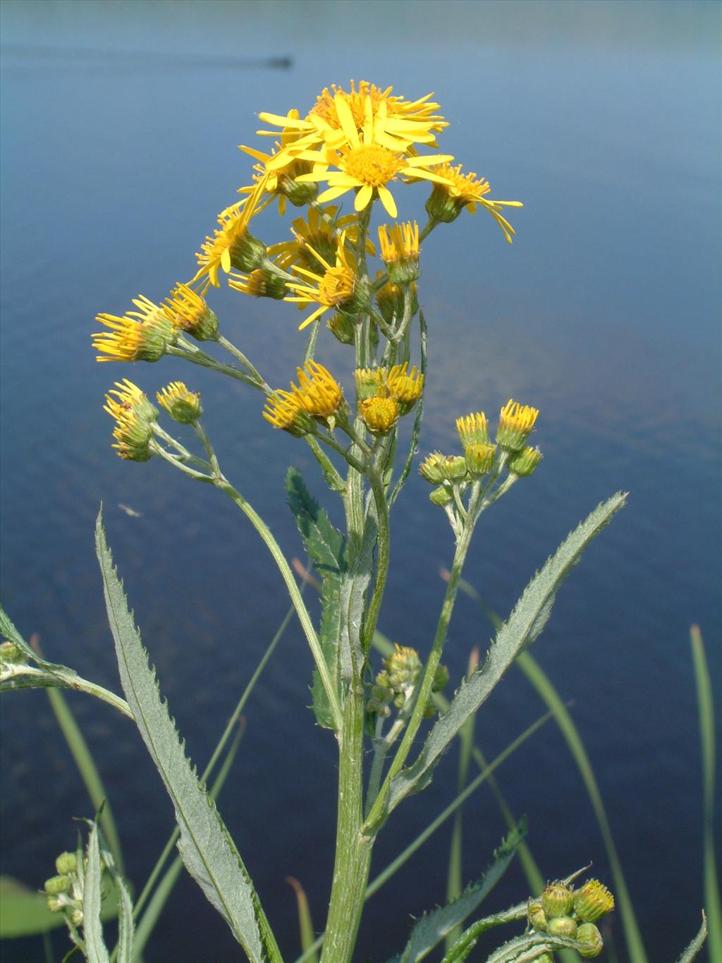 Jacobaea paludosa (door Adrie van Heerden)