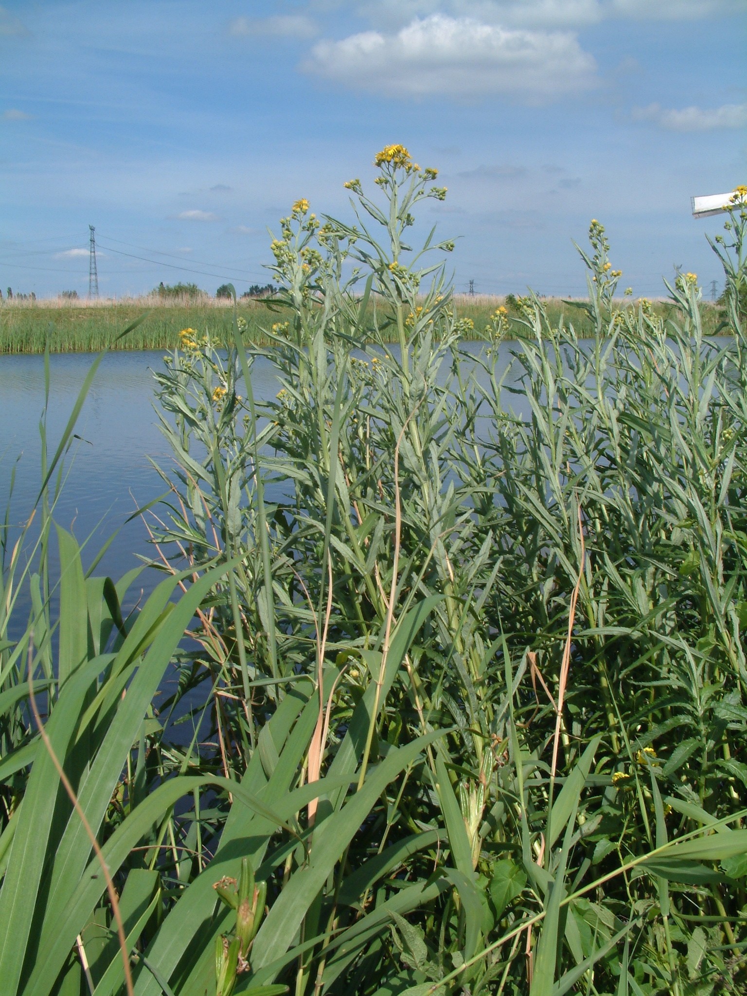 Jacobaea paludosa (door Adrie van Heerden)