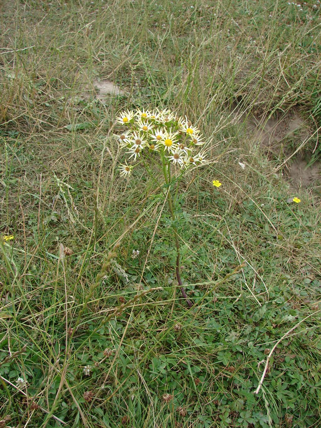 Jacobaea vulgaris subsp. vulgaris (door Adrie van Heerden)