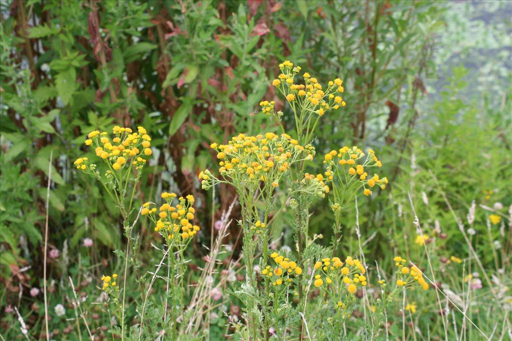 Jacobaea vulgaris subsp. dunensis (door Pieter Stolwijk)