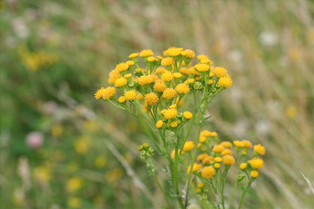 Jacobaea vulgaris subsp. dunensis (door Pieter Stolwijk)