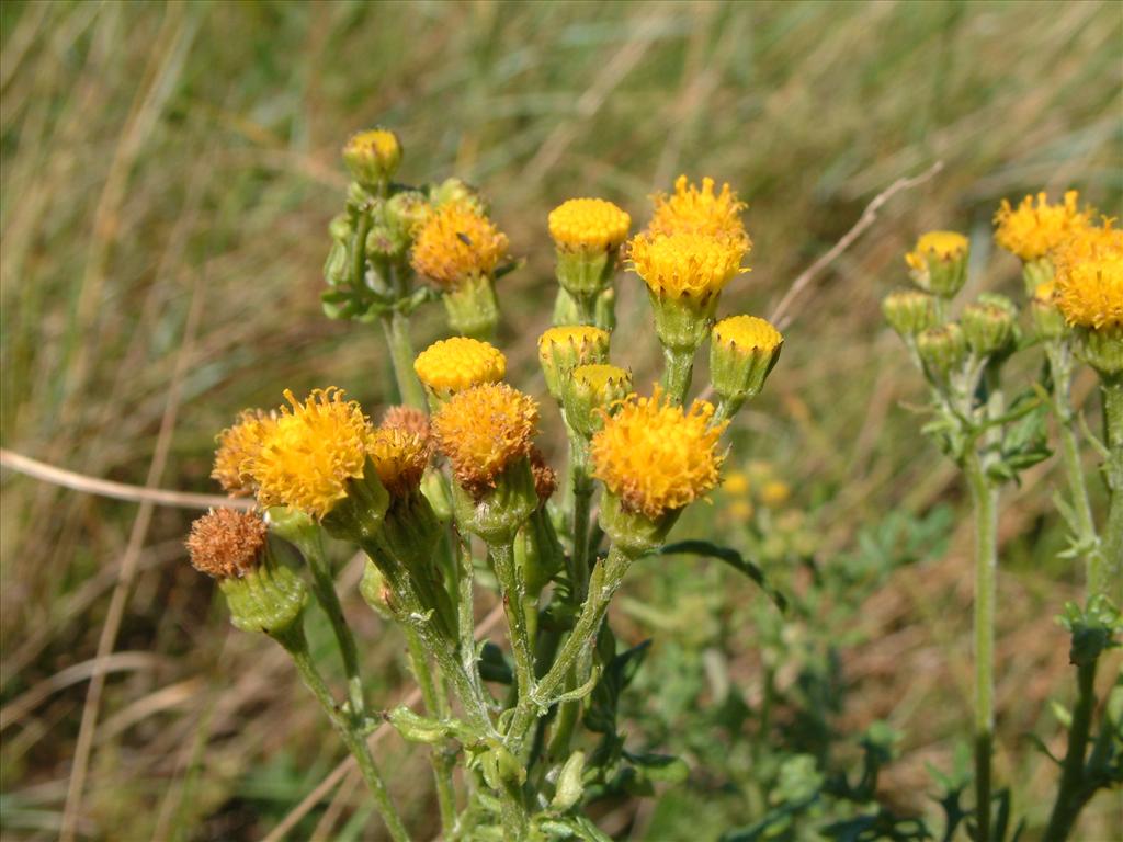 Jacobaea vulgaris subsp. dunensis (door Adrie van Heerden)