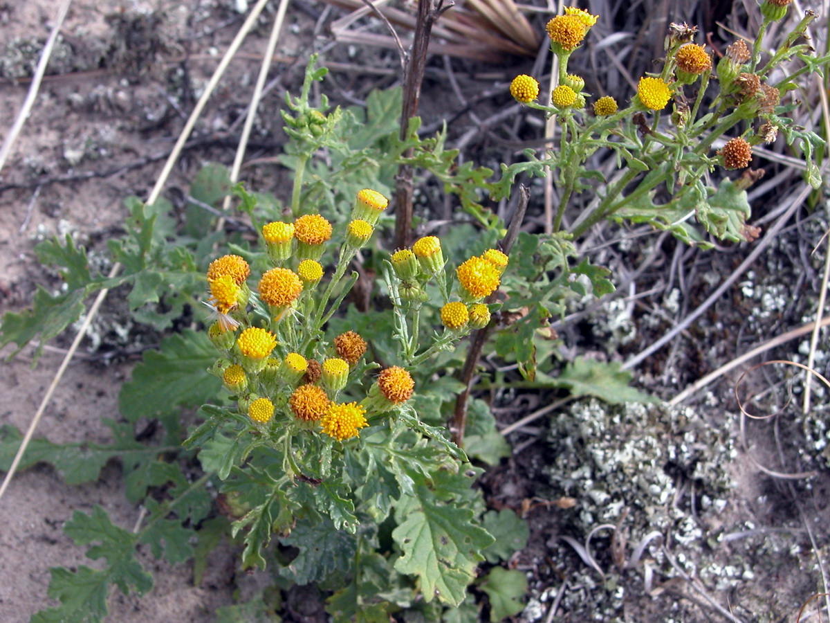 Jacobaea vulgaris subsp. dunensis (door Hans Toetenel)