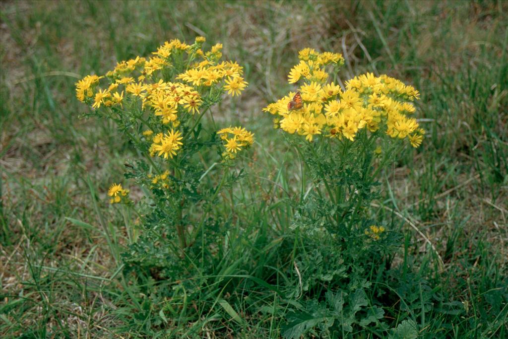 Jacobaea vulgaris subsp. vulgaris (door Adrie van Heerden)