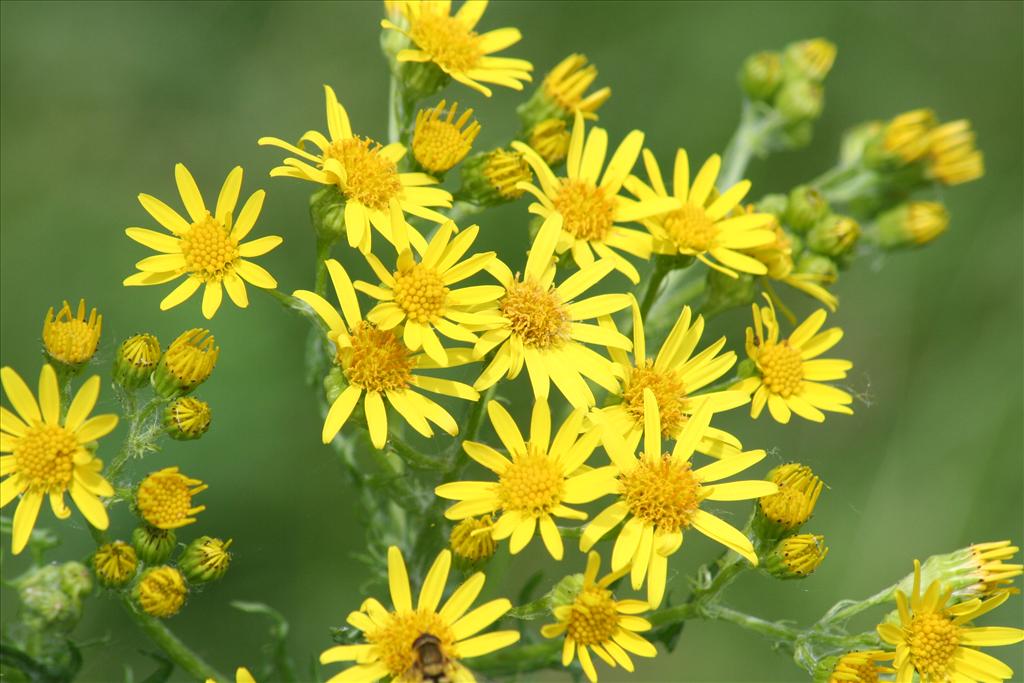 Jacobaea vulgaris subsp. vulgaris (door Pieter Stolwijk)