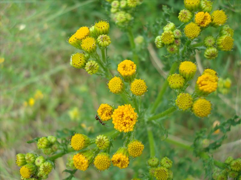 Jacobaea vulgaris subsp. vulgaris (door Michael Inden)