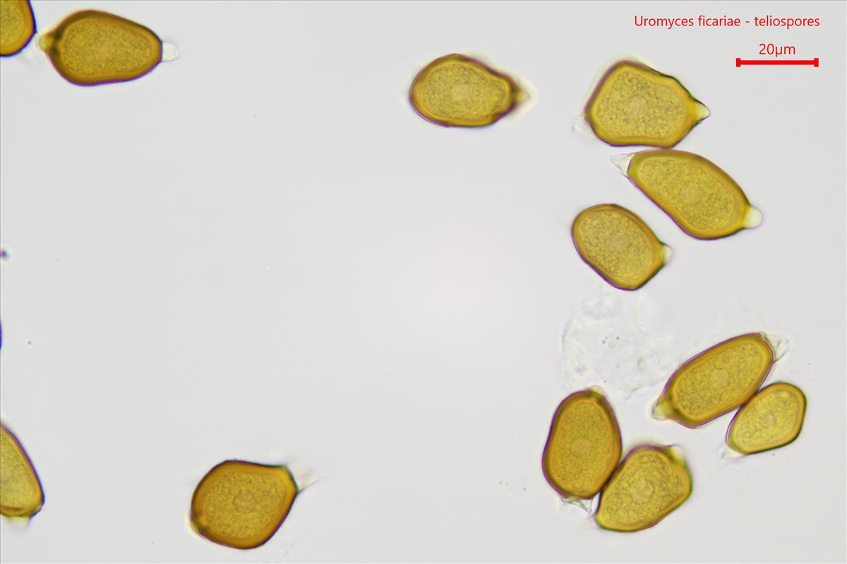 Uromyces ficariae (door Leo Jalink)