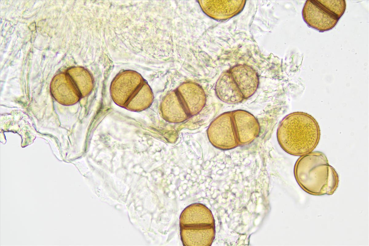 Puccinia punctiformis (door Leo Jalink)