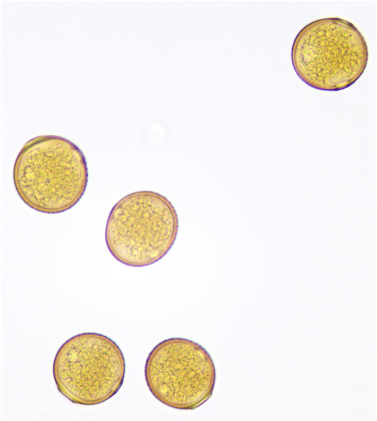 Puccinia punctiformis (door Leo Jalink)