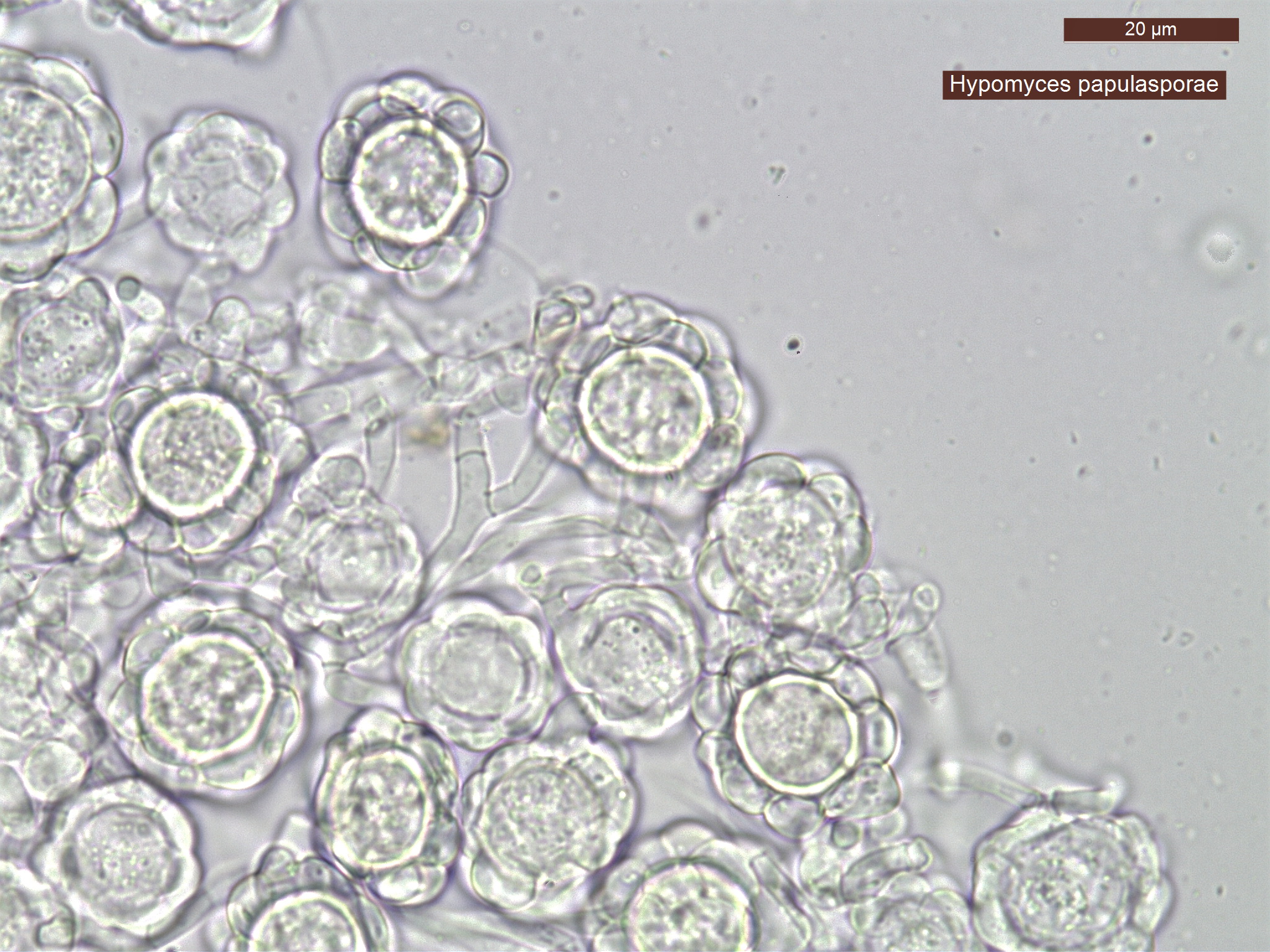 Hypomyces papulasporae (door Leo Jalink)