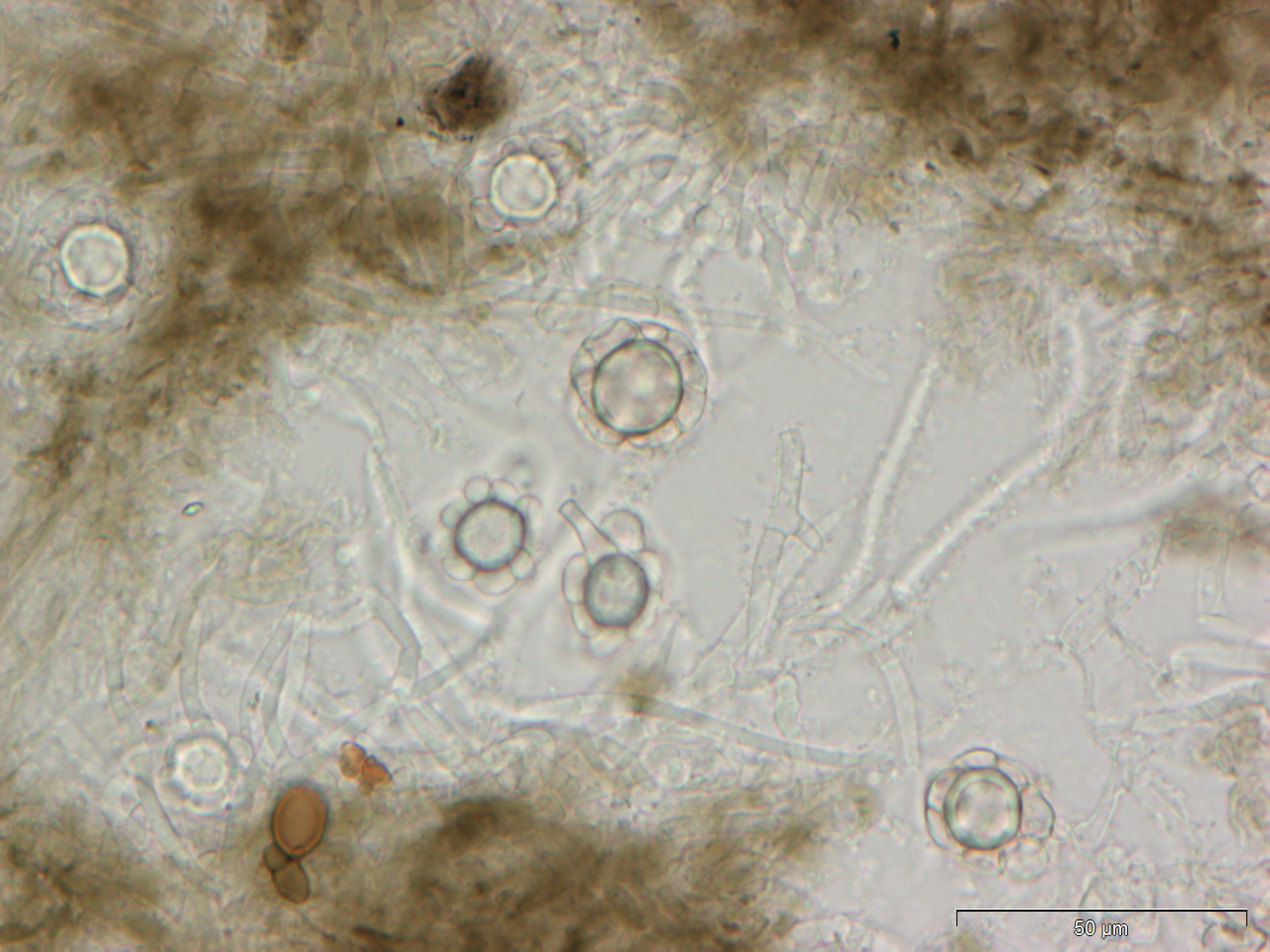 Hypomyces papulasporae (door Liesbeth Leusink en Leo Jalink)