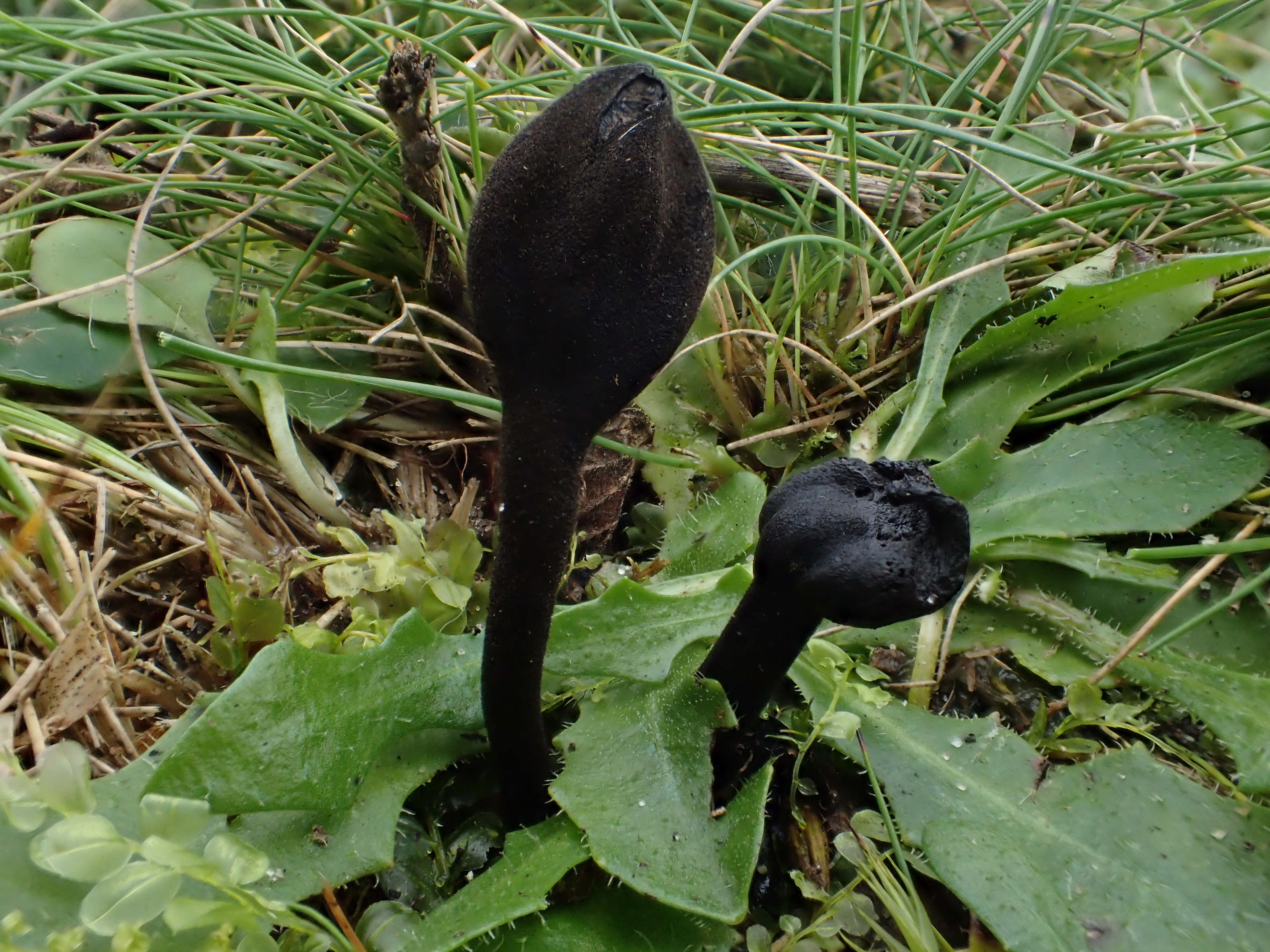 Trichoglossum hirsutum (door Leo Jalink)