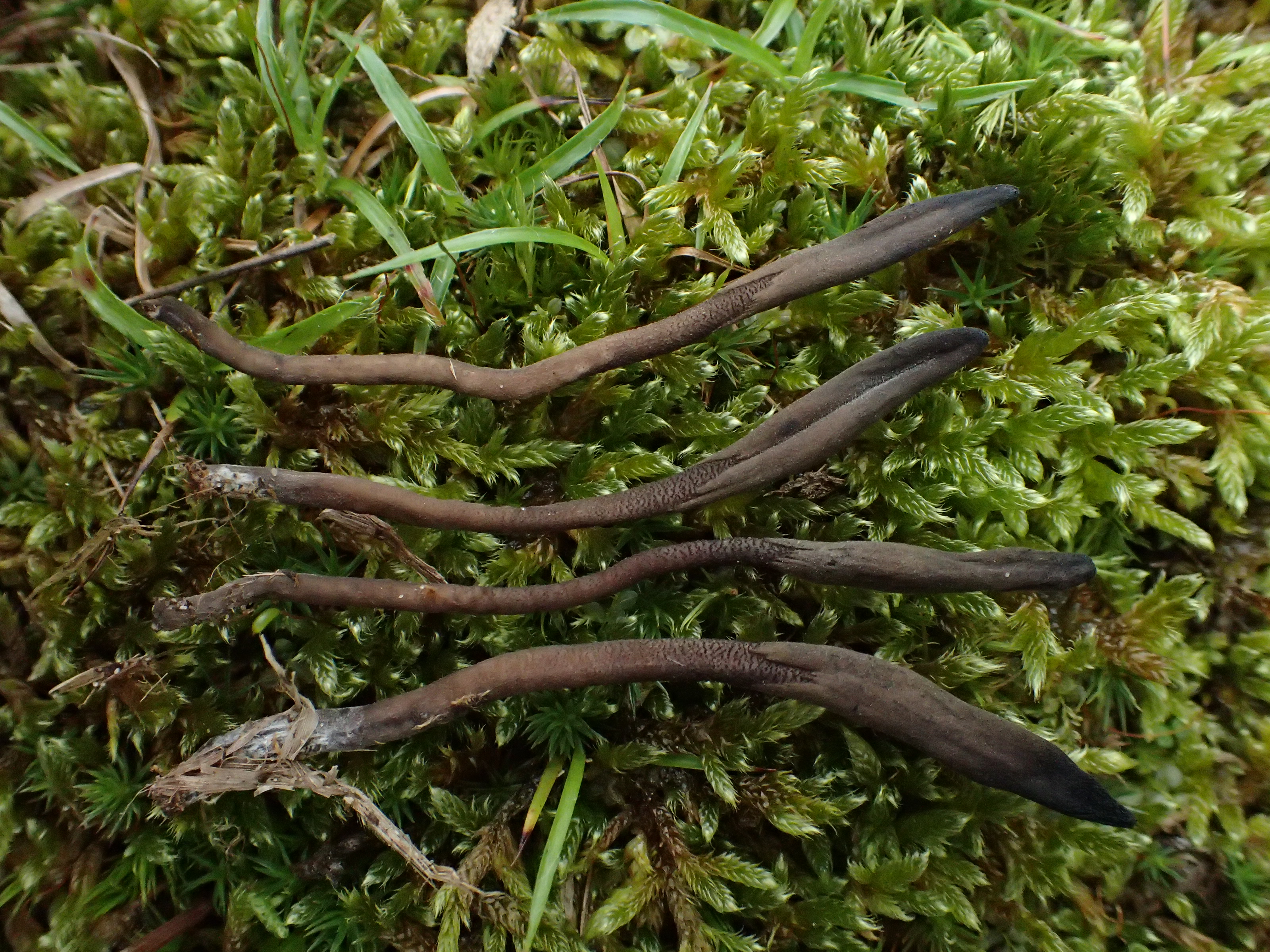 Geoglossum elongatum (door Leo Jalink)