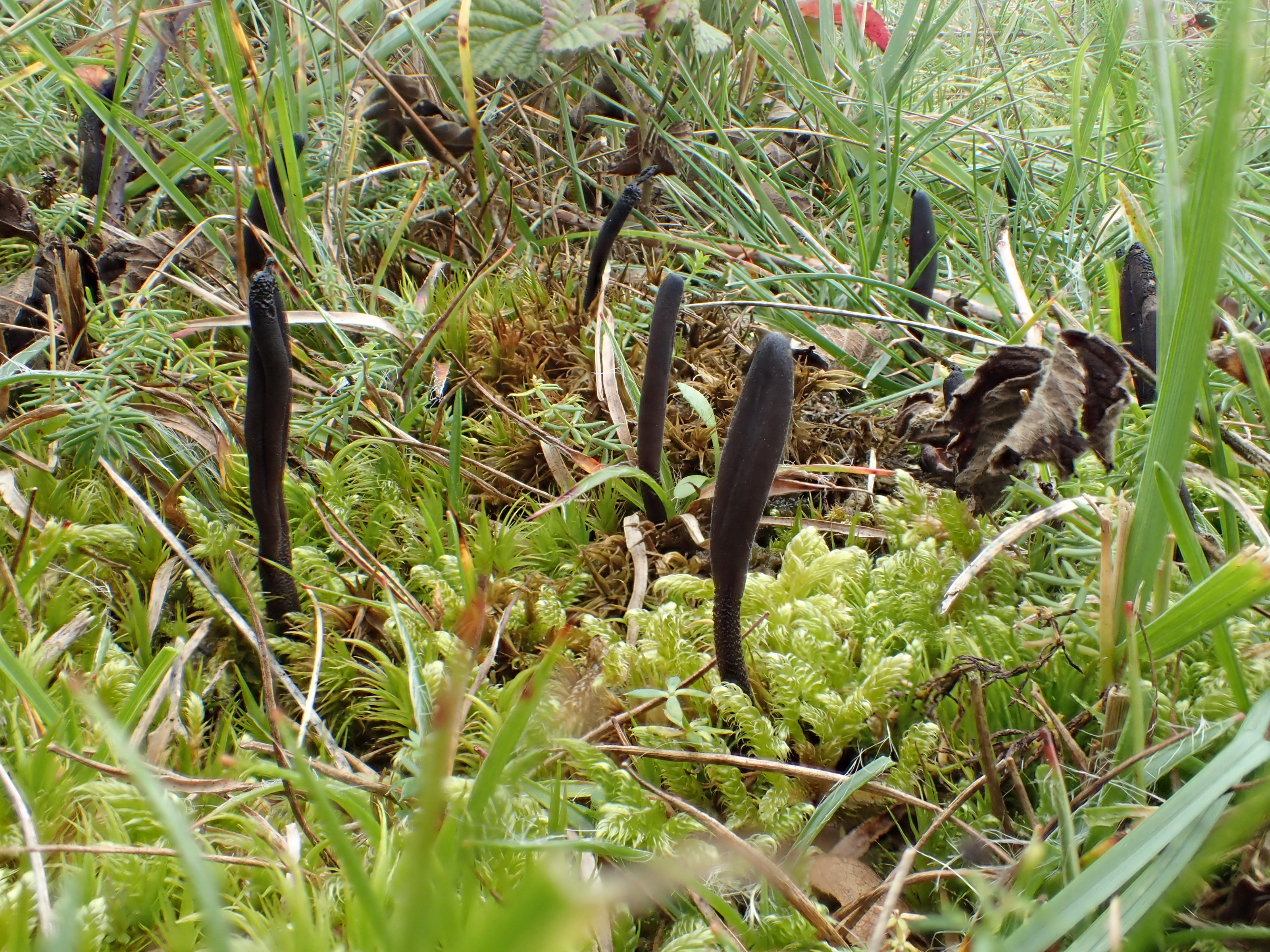 Geoglossum elongatum (door Leo Jalink)