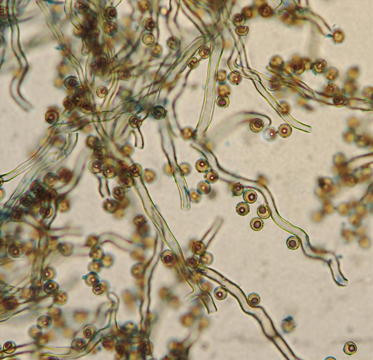 Disciseda candida (door Leo Jalink)