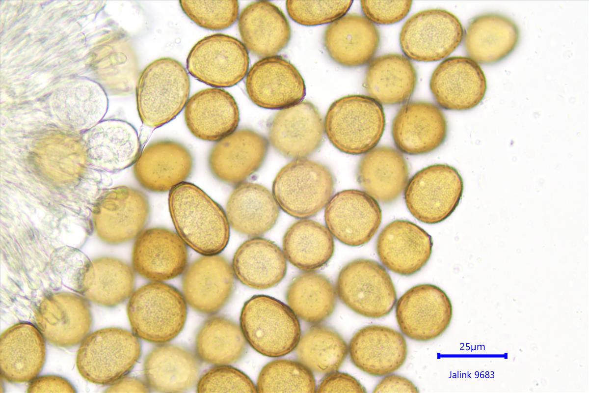 Puccinia caricina (door Leo Jalink)