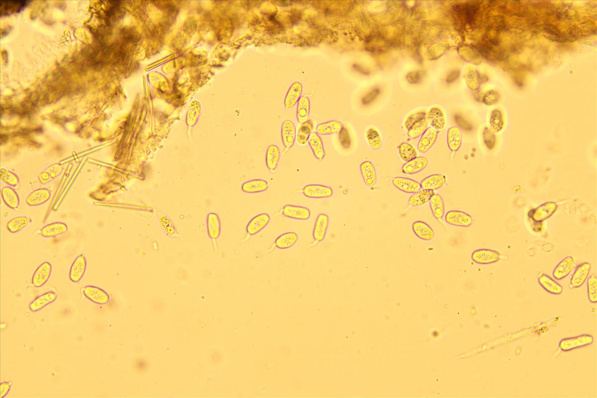 Phyllosticta cruenta (door Leo Jalink)