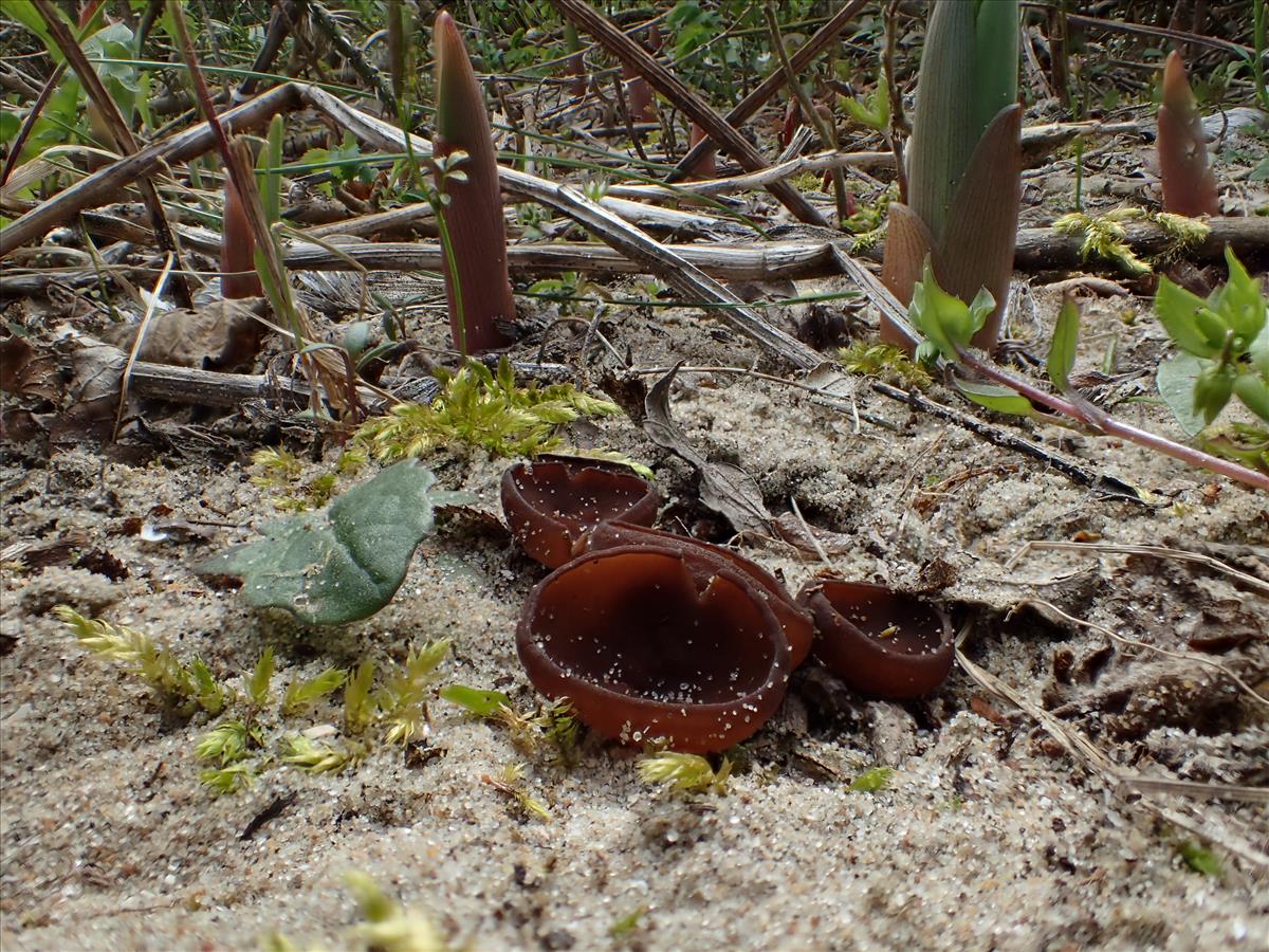 Stromatinia rapulum (door Leo Jalink)