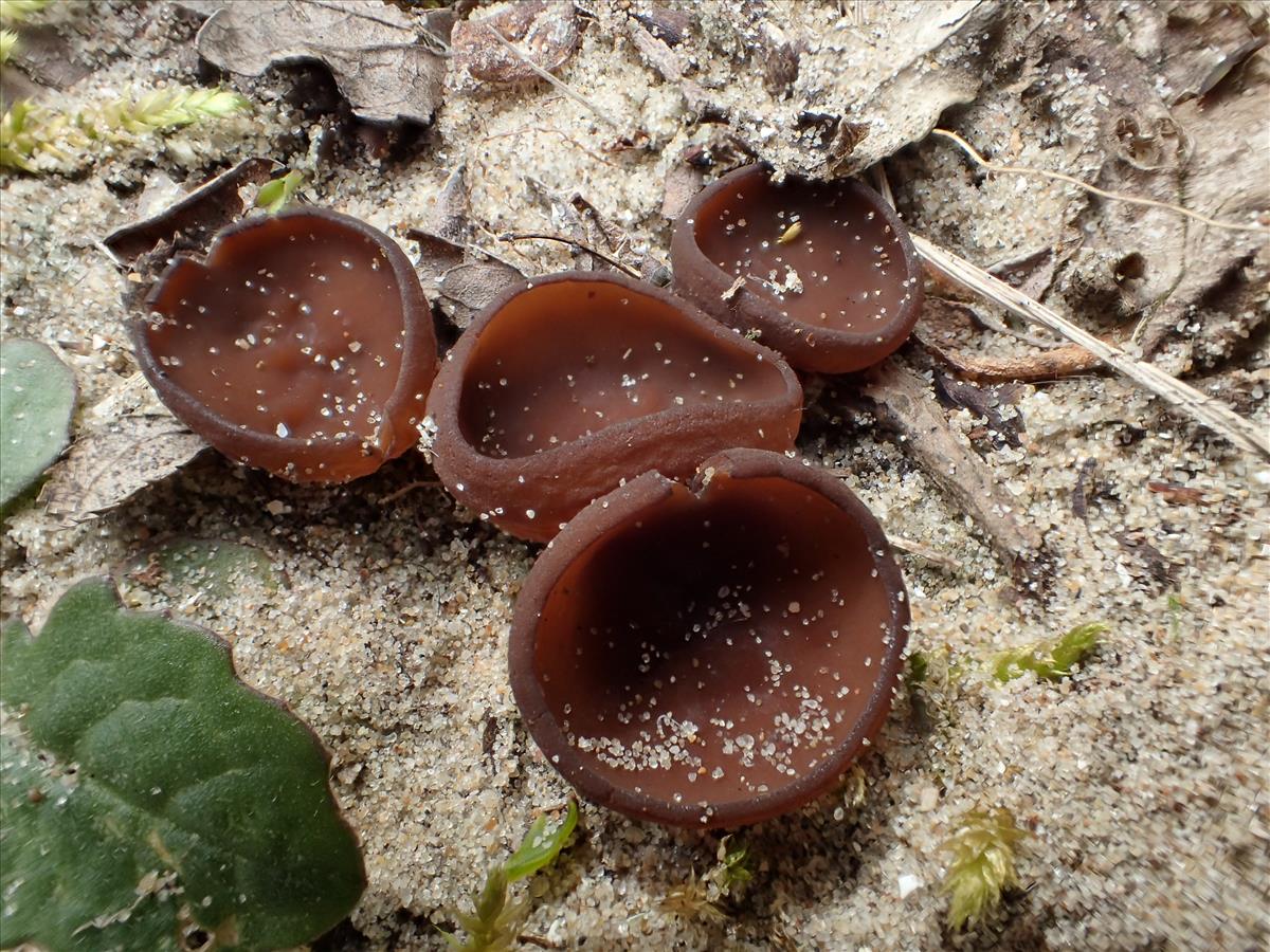 Stromatinia rapulum (door Leo Jalink)