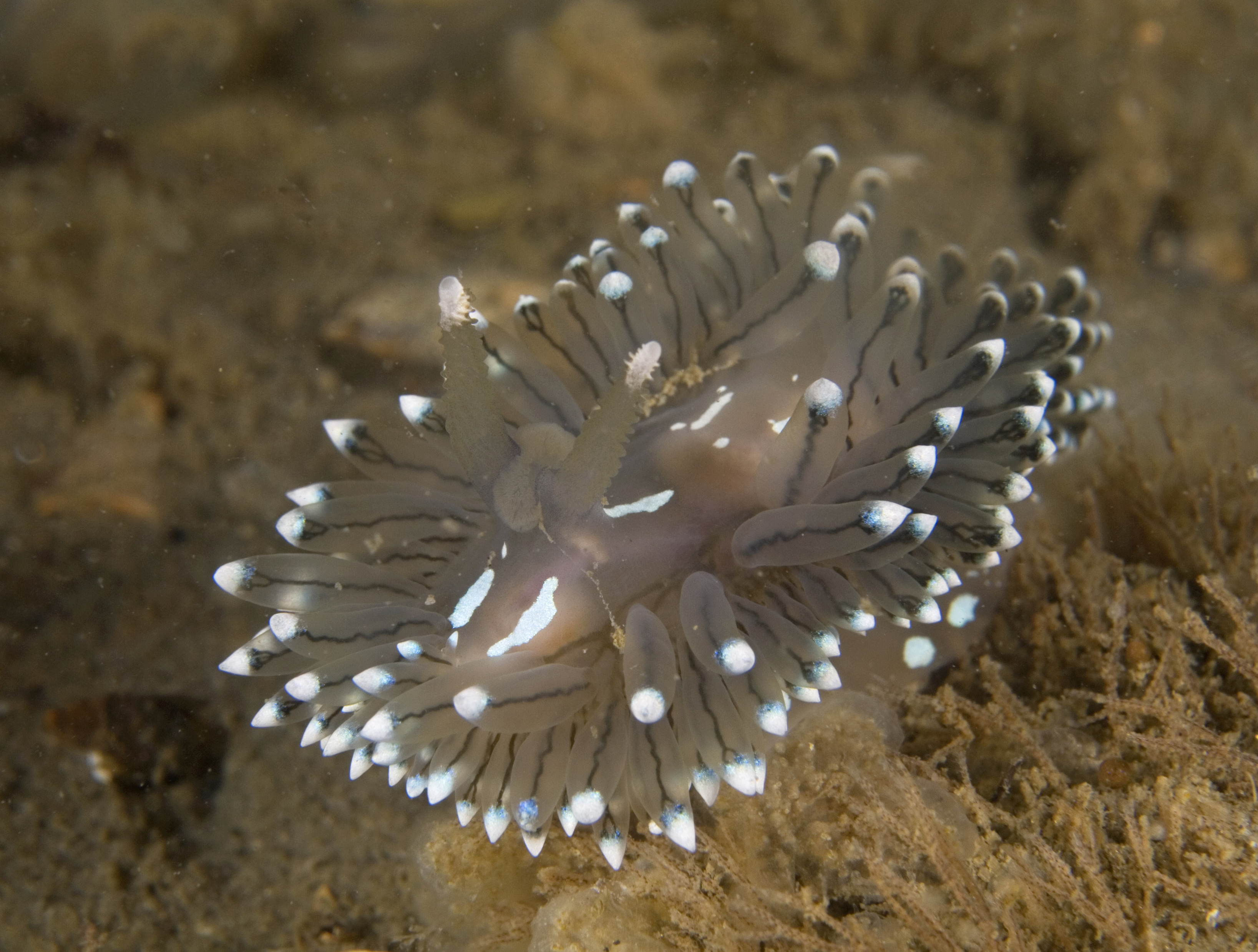 Janolus cristatus (door Marion Haarsma)