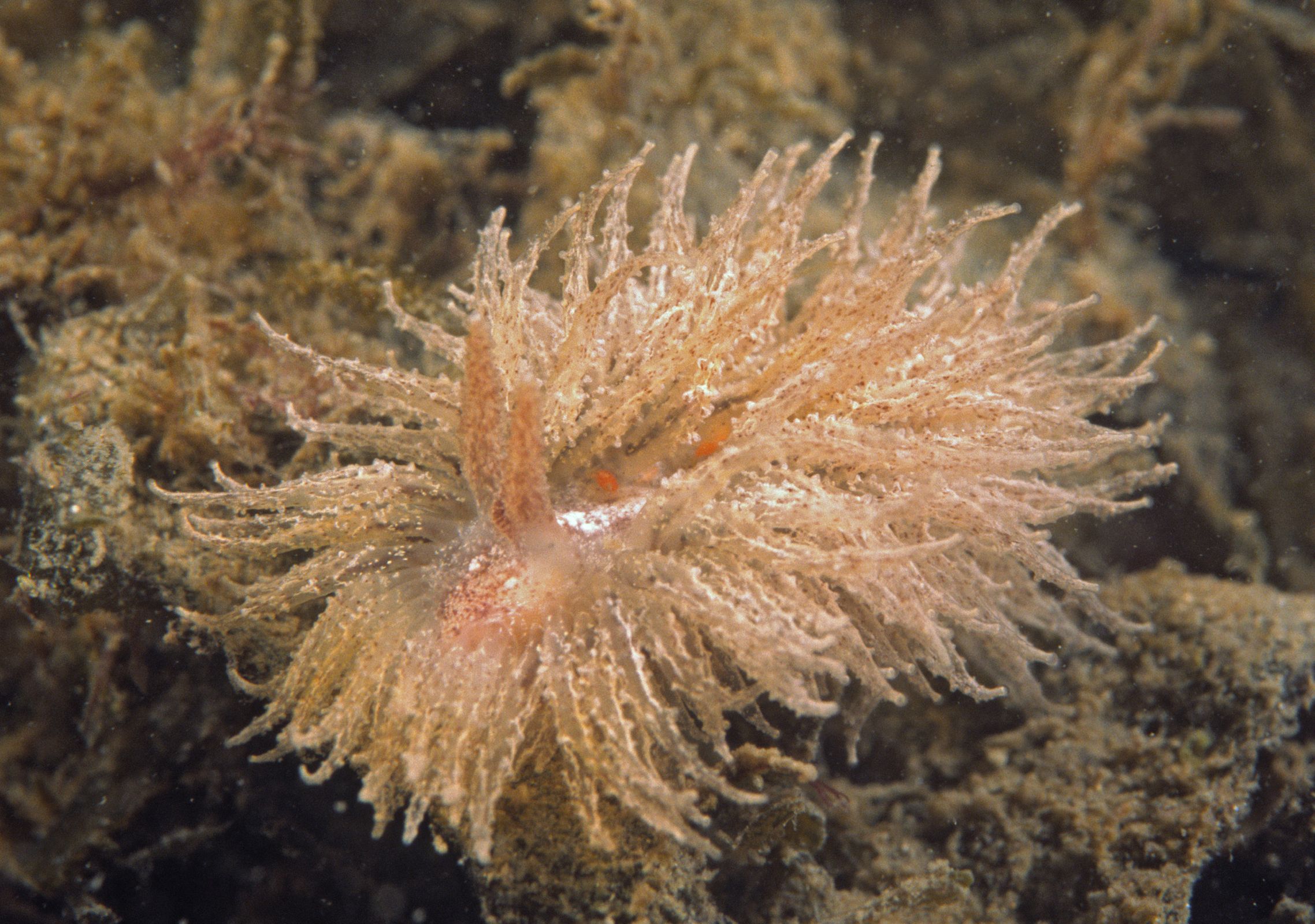 Janolus hyalinus (door Marion Haarsma)