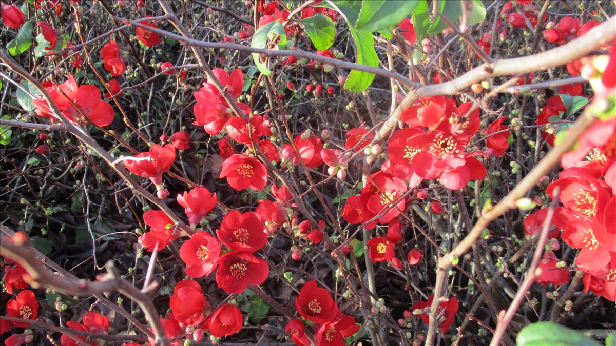 Chaenomeles japonica (door Toon Verrijdt)