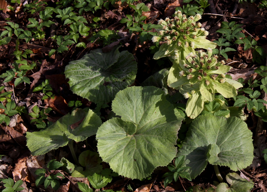 Petasites japonicus (door Peter Meininger)