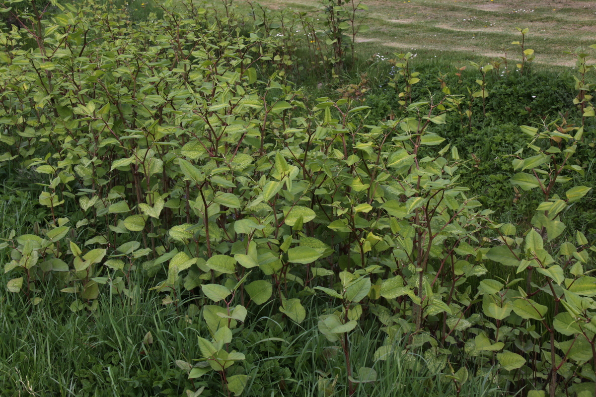 Fallopia japonica (door Peter Meininger)