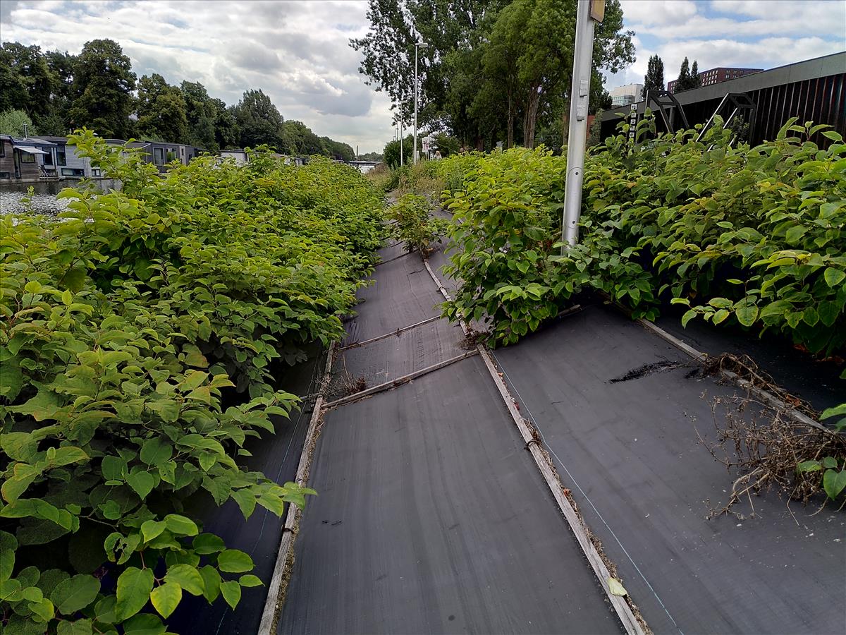 Fallopia japonica (door Dick Kerkhof)