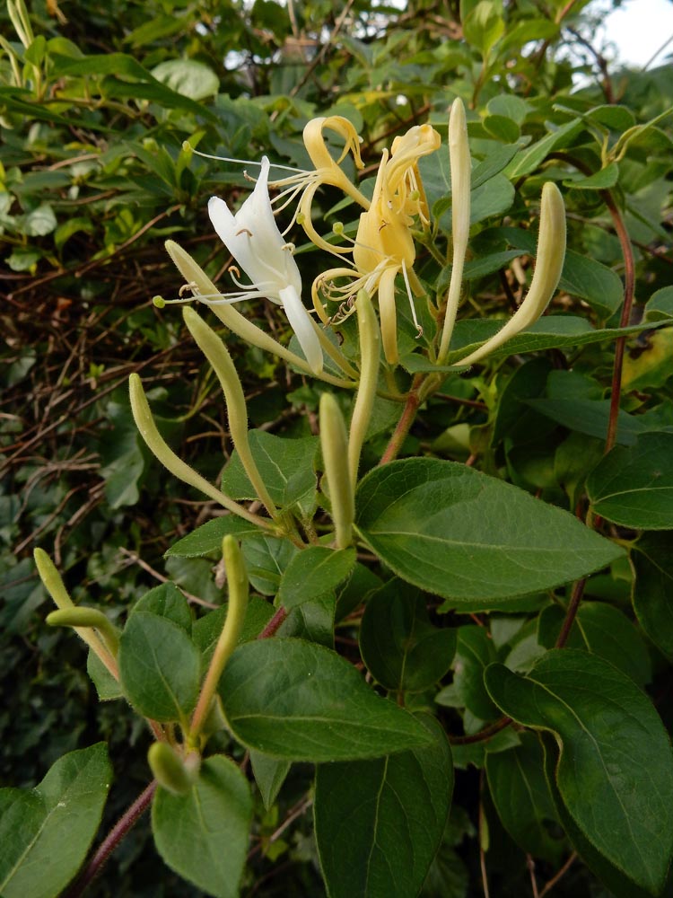 Lonicera japonica (door Ed Stikvoort | saxifraga.nl)