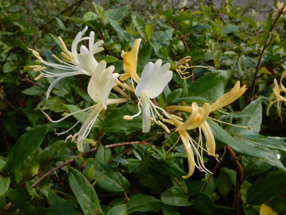 Lonicera japonica (door Ed Stikvoort | saxifraga.nl)