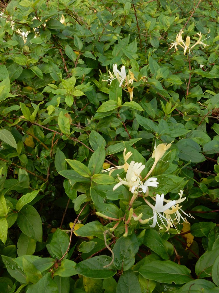 Lonicera japonica (door Ed Stikvoort | saxifraga.nl)