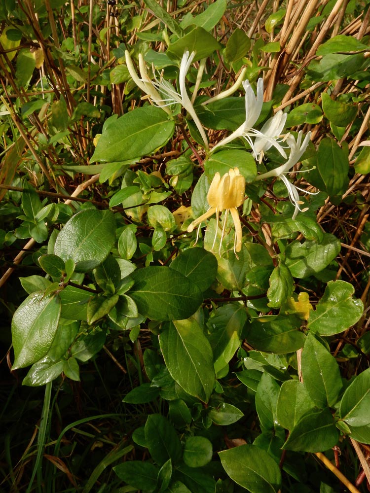 Lonicera japonica (door Ed Stikvoort | saxifraga.nl)