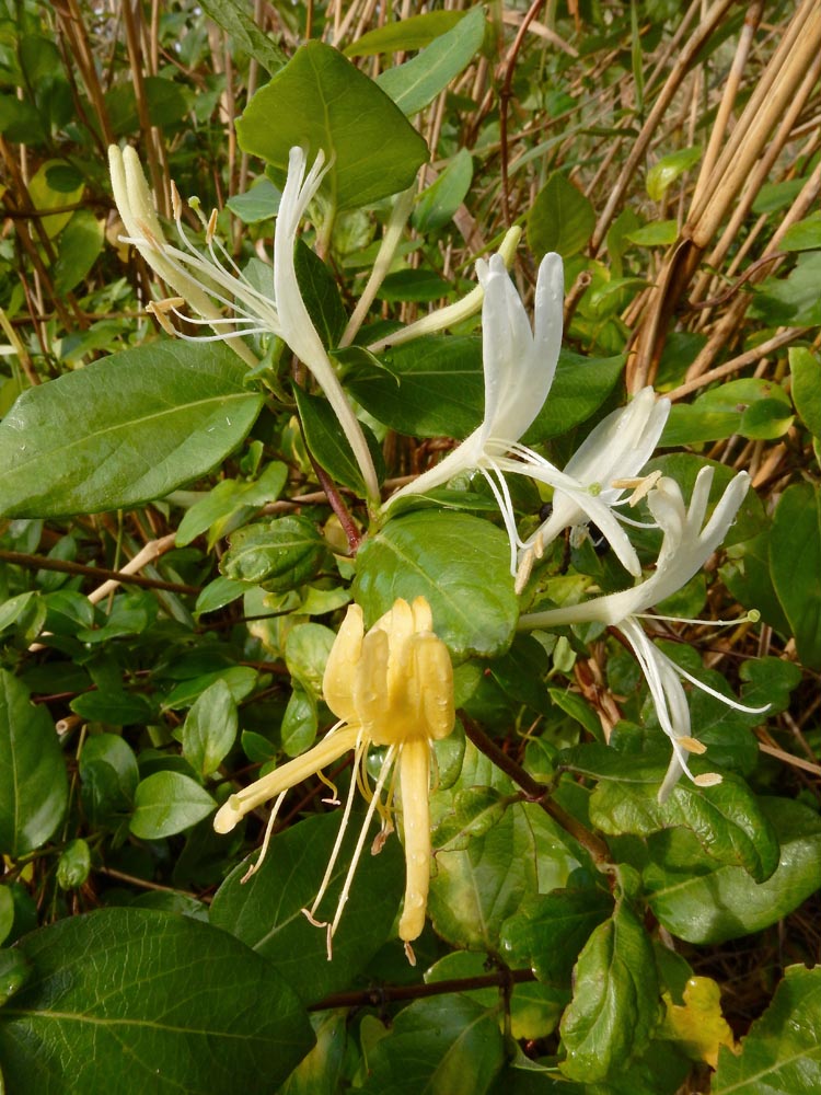 Lonicera japonica (door Ed Stikvoort | saxifraga.nl)