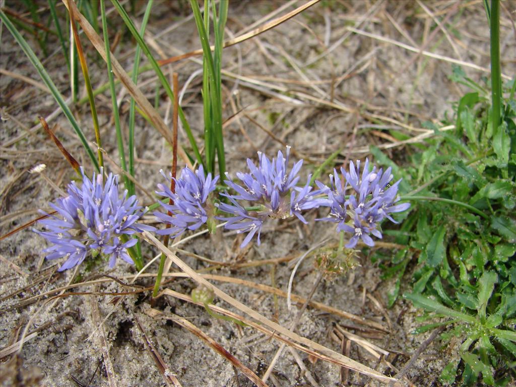 Jasione montana (door Adrie van Heerden)