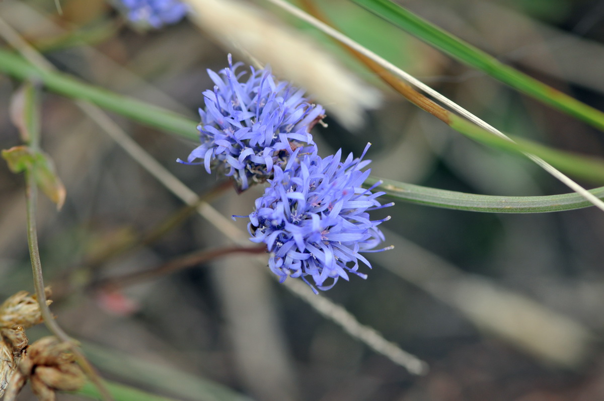 Jasione montana (door Hans Toetenel)