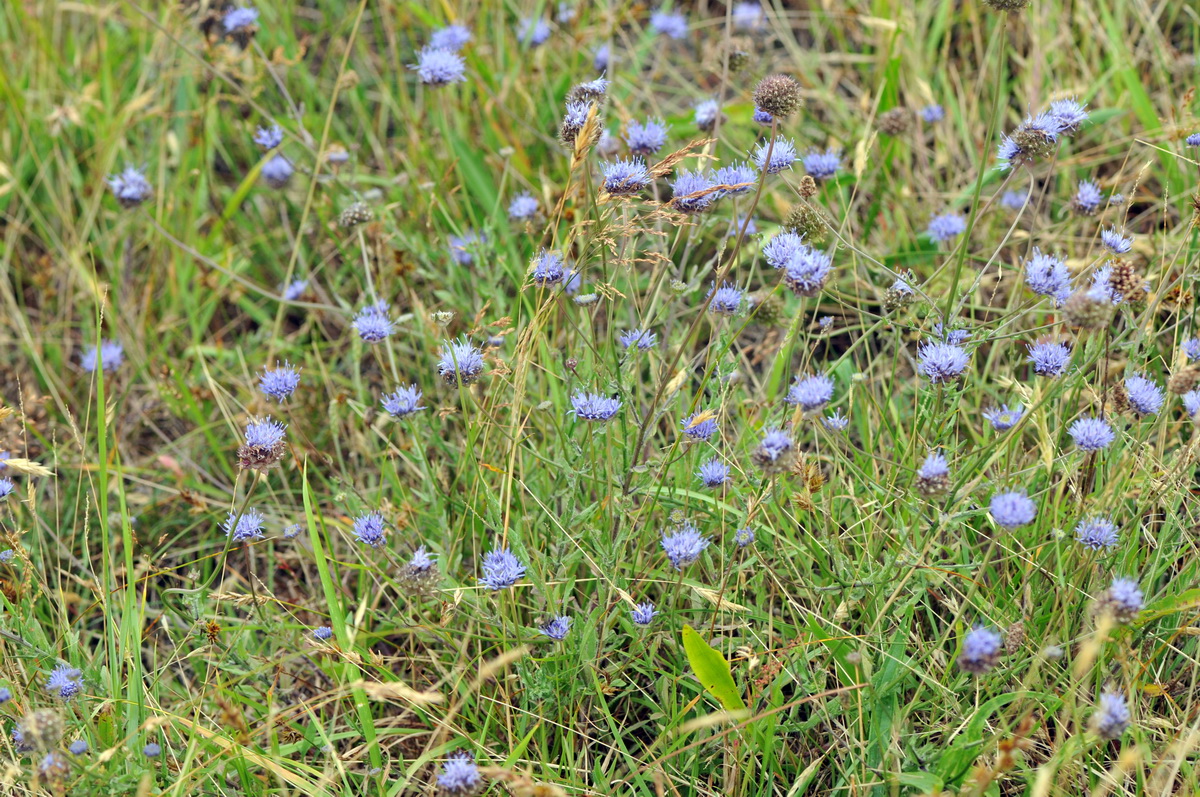 Jasione montana (door Hans Toetenel)