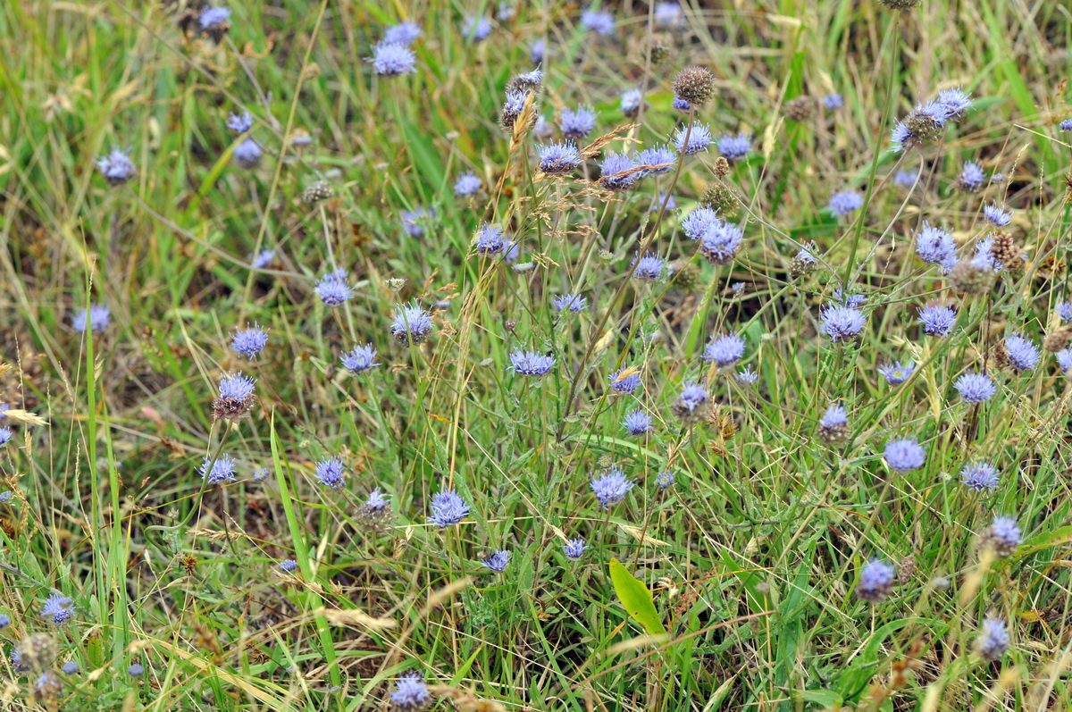 Jasione montana (door Hans Toetenel)