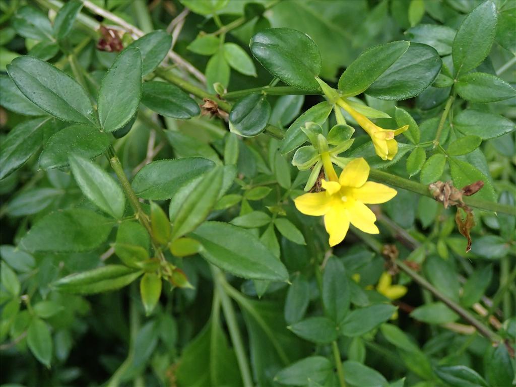 Jasminum nudiflorum (door Adrie van Heerden)