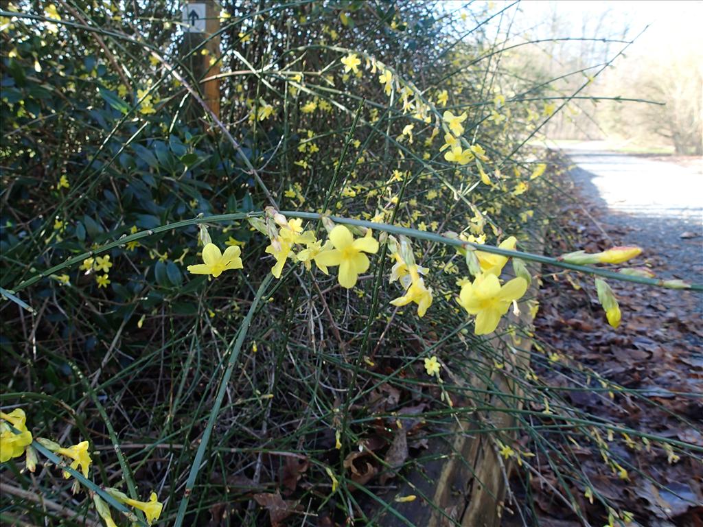 Jasminum nudiflorum (door Adrie van Heerden)