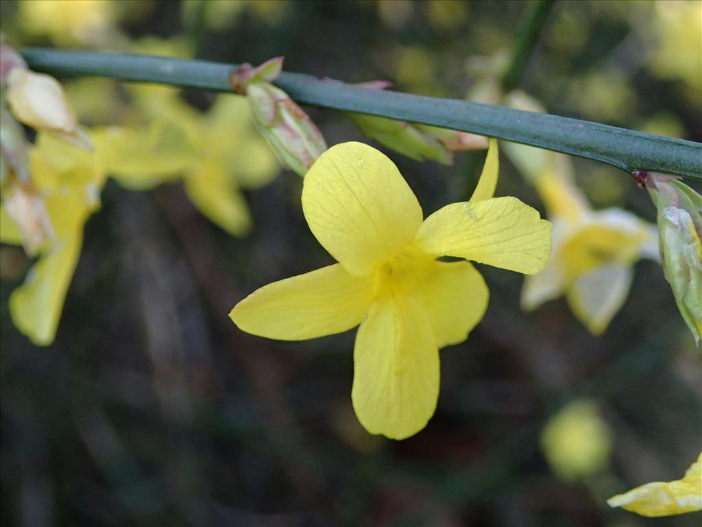 Jasminum nudiflorum (door Adrie van Heerden)