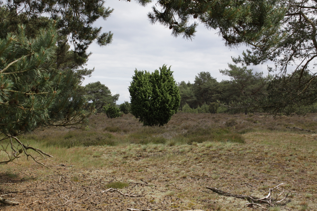 Juniperus communis (door Peter Meininger)