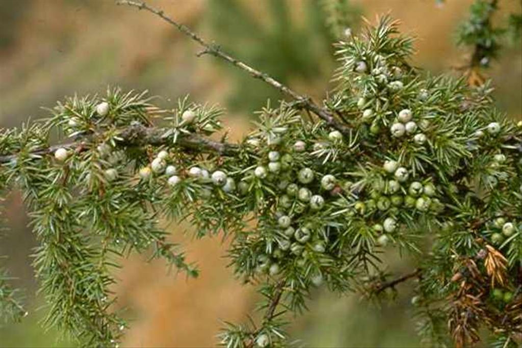 Juniperus communis (door Willem Braam)