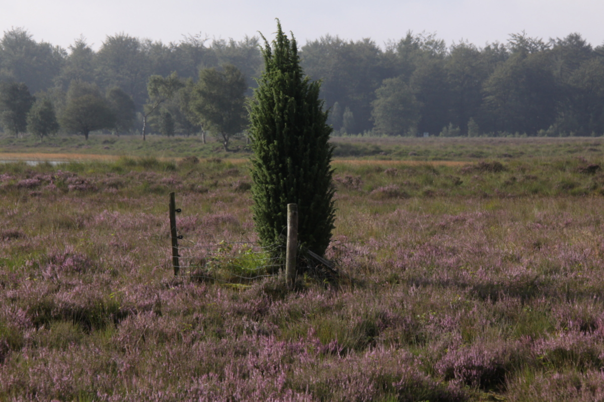 Juniperus communis (door Peter Meininger)