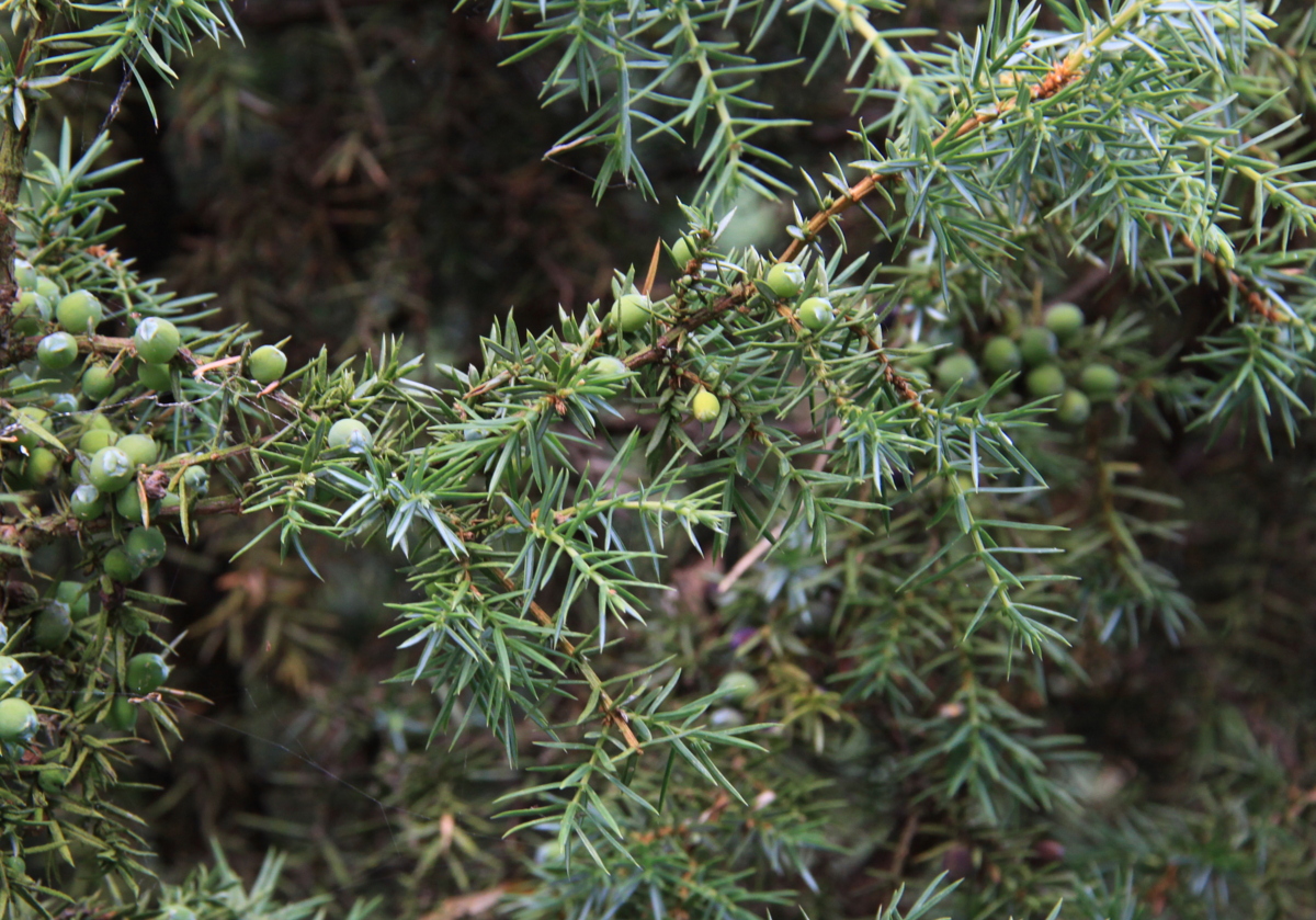 Juniperus communis (door Peter Meininger)